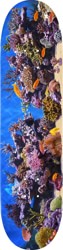 Mini Logo Fish Tank 7.75 291 Shape Skateboard Deck
