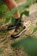 Altra Men's Lone Peak Hiker 3 Trail Running Shoes - dusty olive - Lifestyle 1